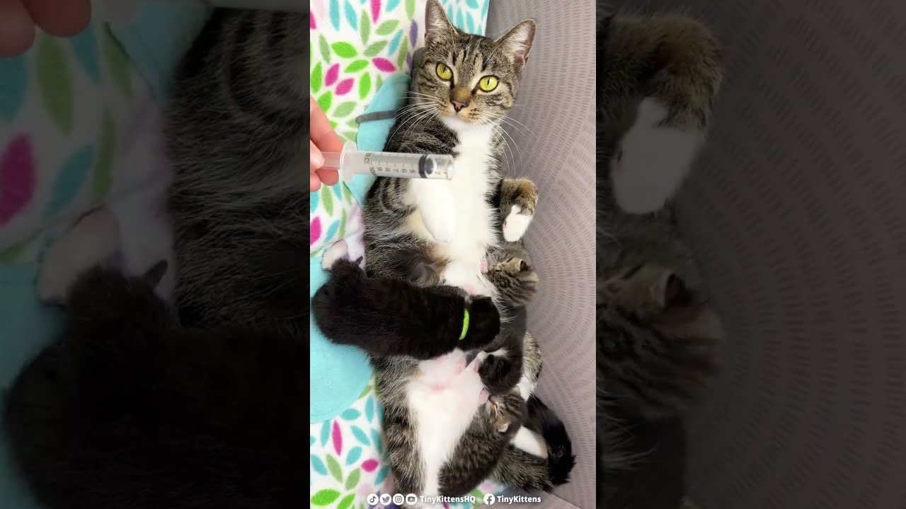 Why yes, you can milk a cat!