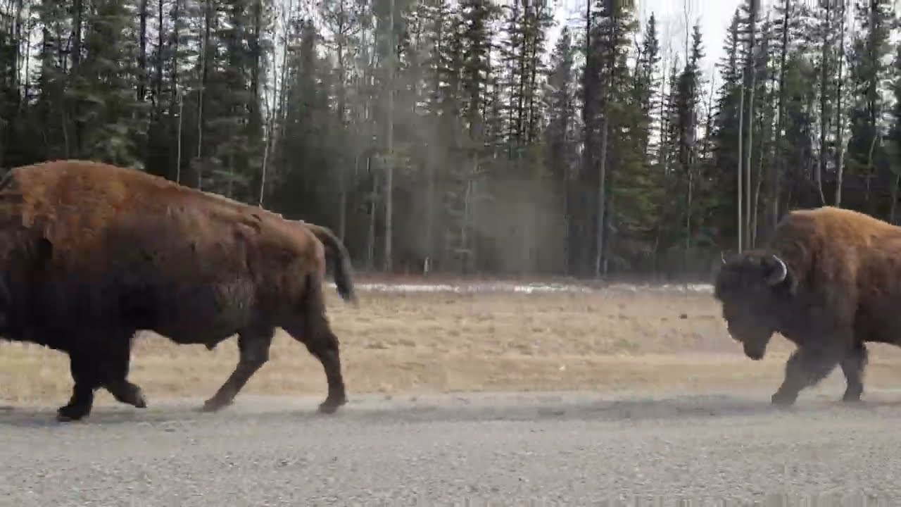 From Yukon to the Atlantic: Crossing North America by Car 