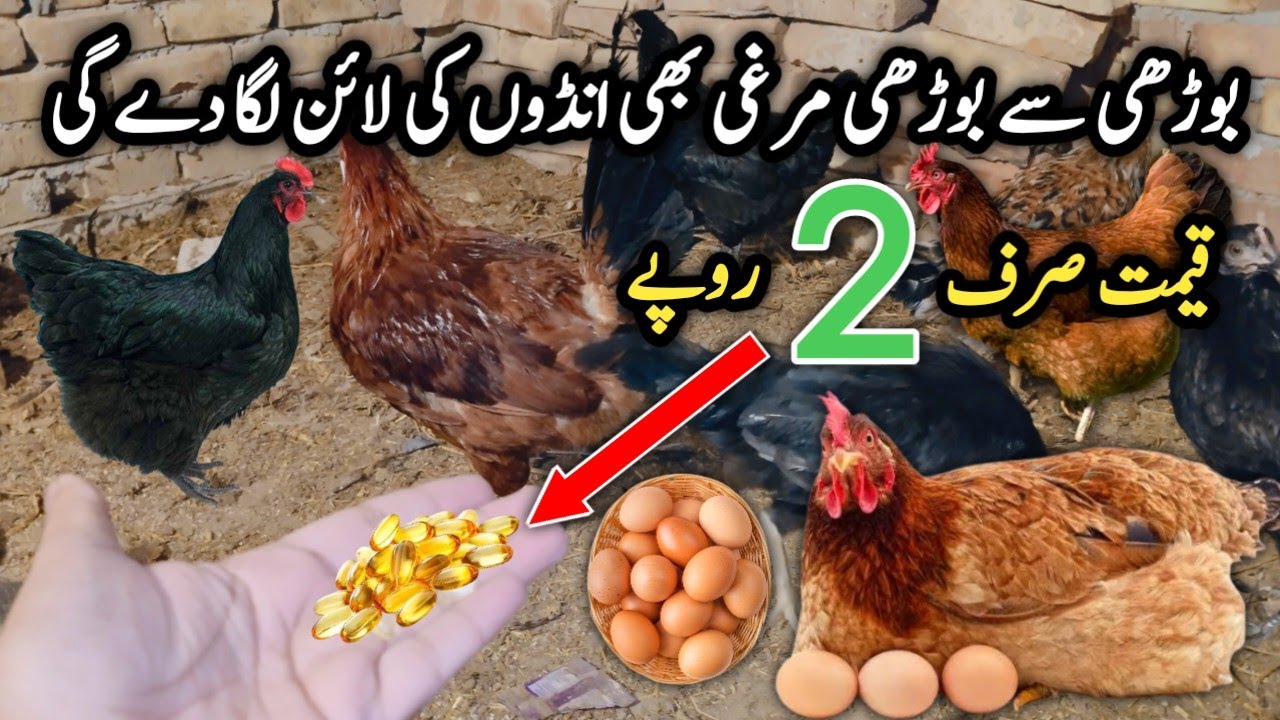 Murgi Anda Na De To Kya Karen | How to Enhance Hens Eggs Production | Mini Zoo