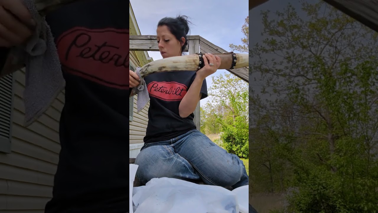 How to polish steer horns