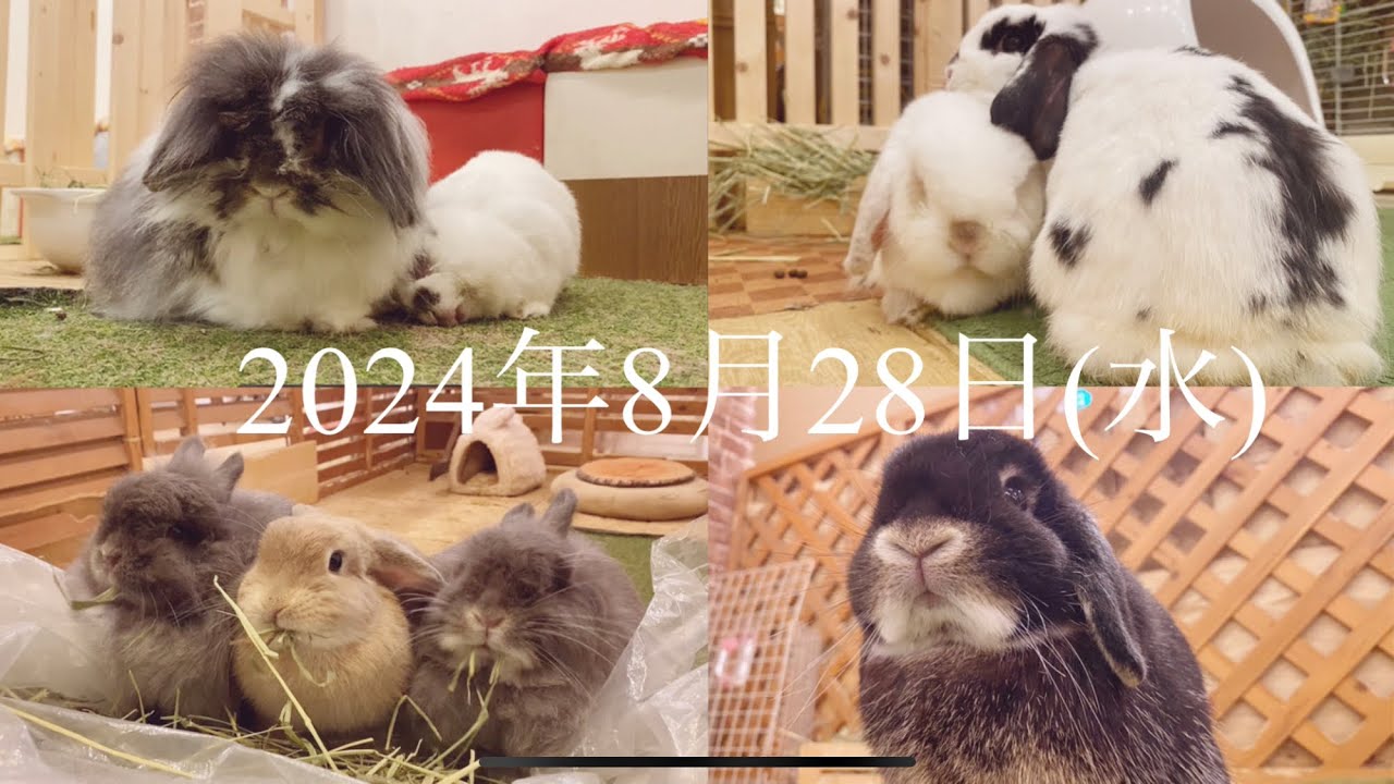 ここ5ヶ月間のうさちゃん達　3～8月のべるの闘病期間中のみんな　【2024年8月28日】　今日のうさちゃん達　　by うさぎカフェ もふれる 【Rabbit cafe Moff-rell】