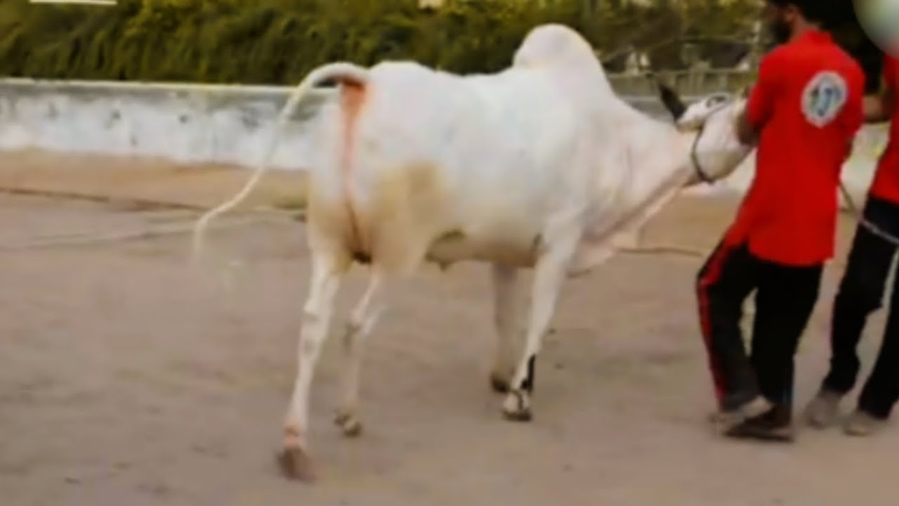 Big Desi Dangerous Bull | Mast Desi Fateh Jangi Bull | Islamic Vlogs | 