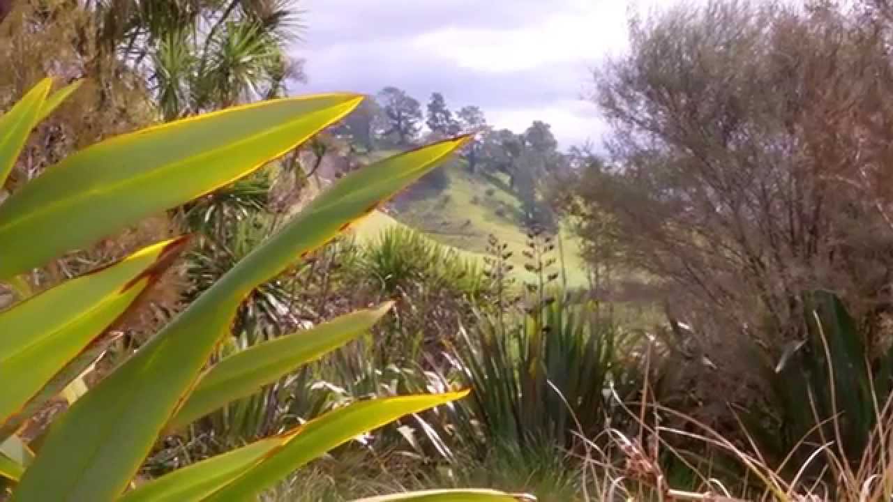 Creating a Beautiful Wetland: Riparian Planting