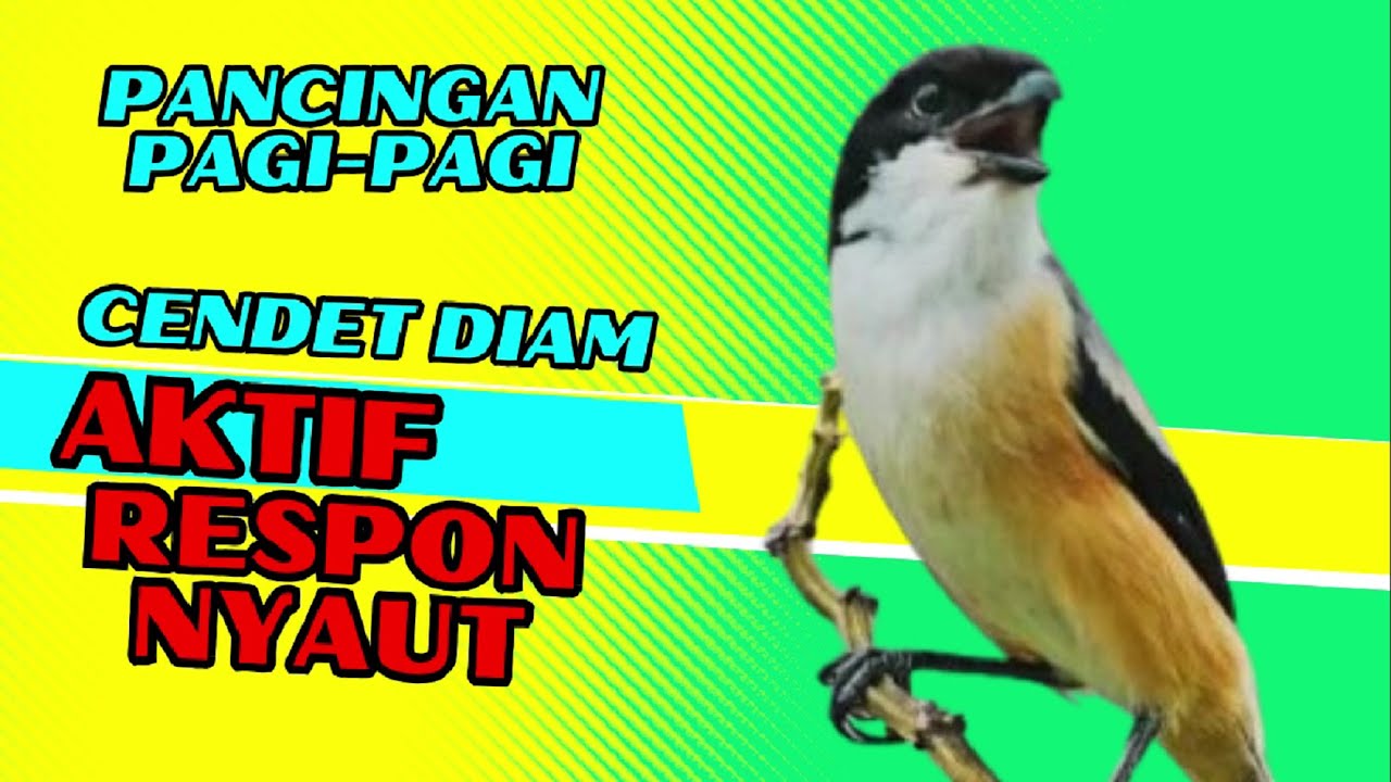 PANCINGAN PAGI-PAGI AGAR CENDET NYAUT GACOR❗❗ CENDET AKTIF RESPON BUNYI❗❗