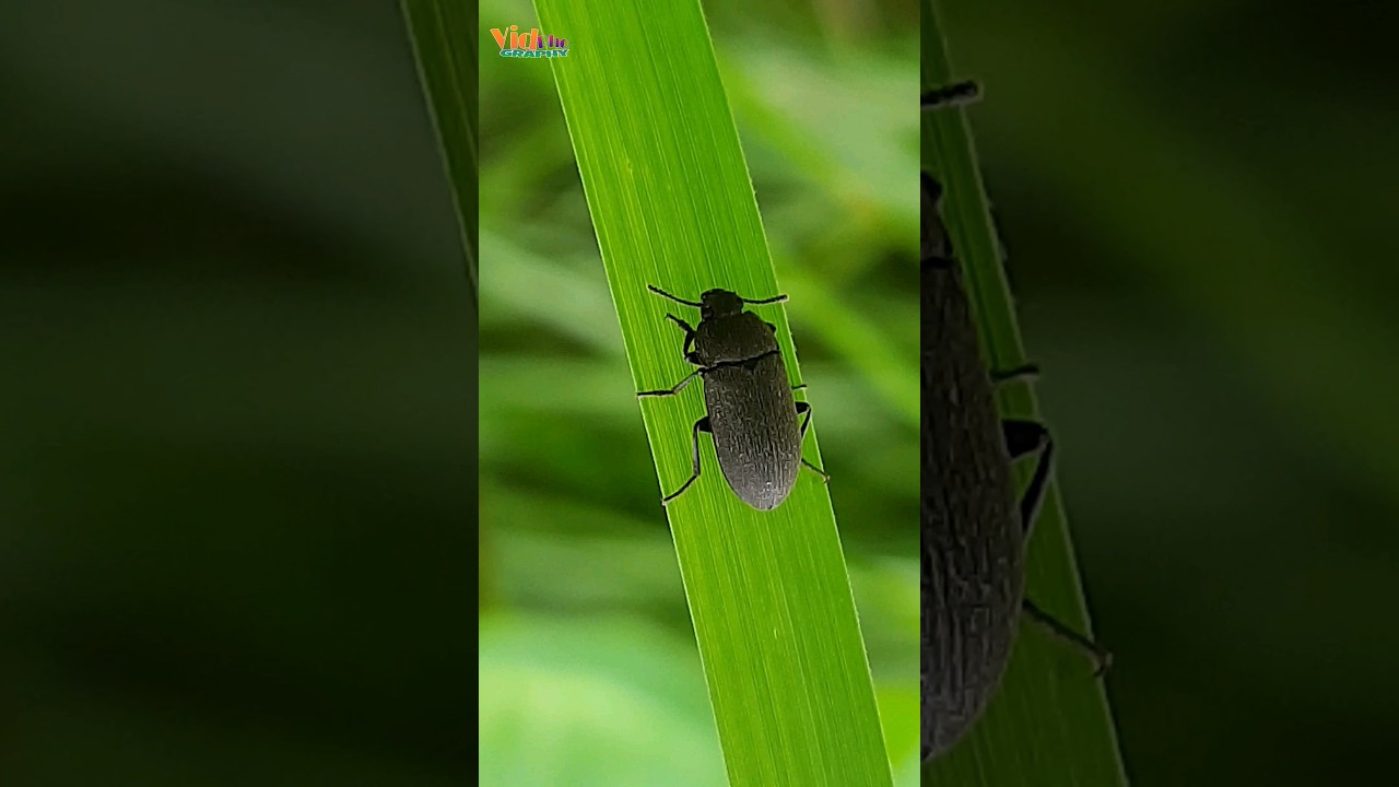 Darkling Beetle Opens Elytra || #shorts #insects #trendingshorts #entertainment
