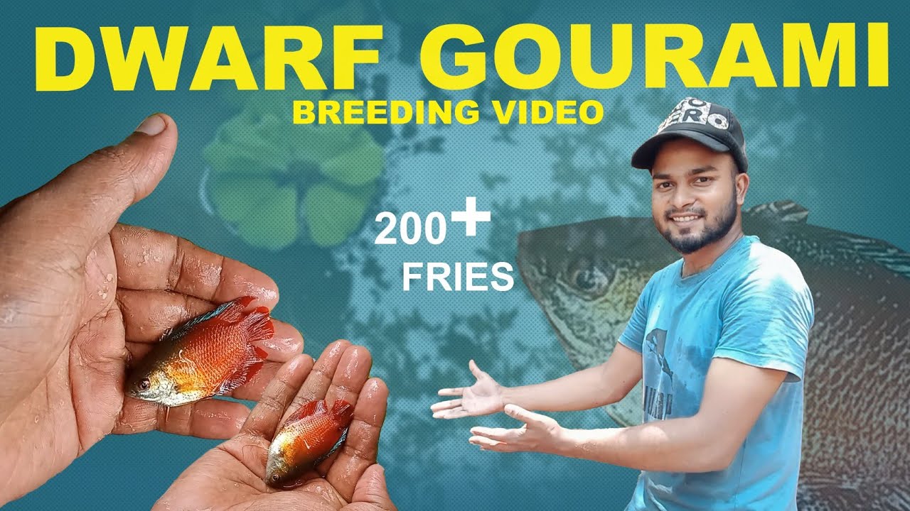 Dwarf gourami  breeding tamil | male female identification