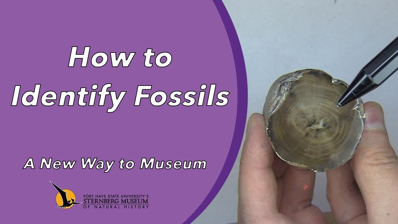 How to Identify Fossils | A New Way to Museum
