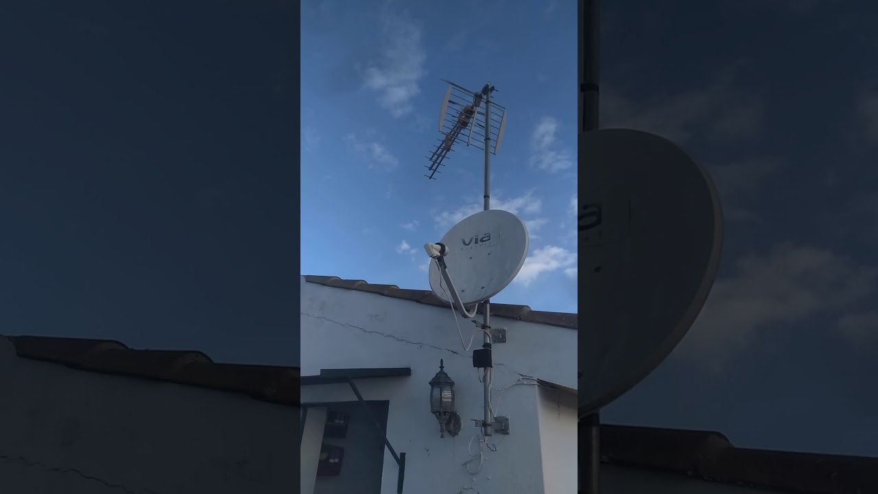 Buchón Balear en vuelo, pichón de 2020