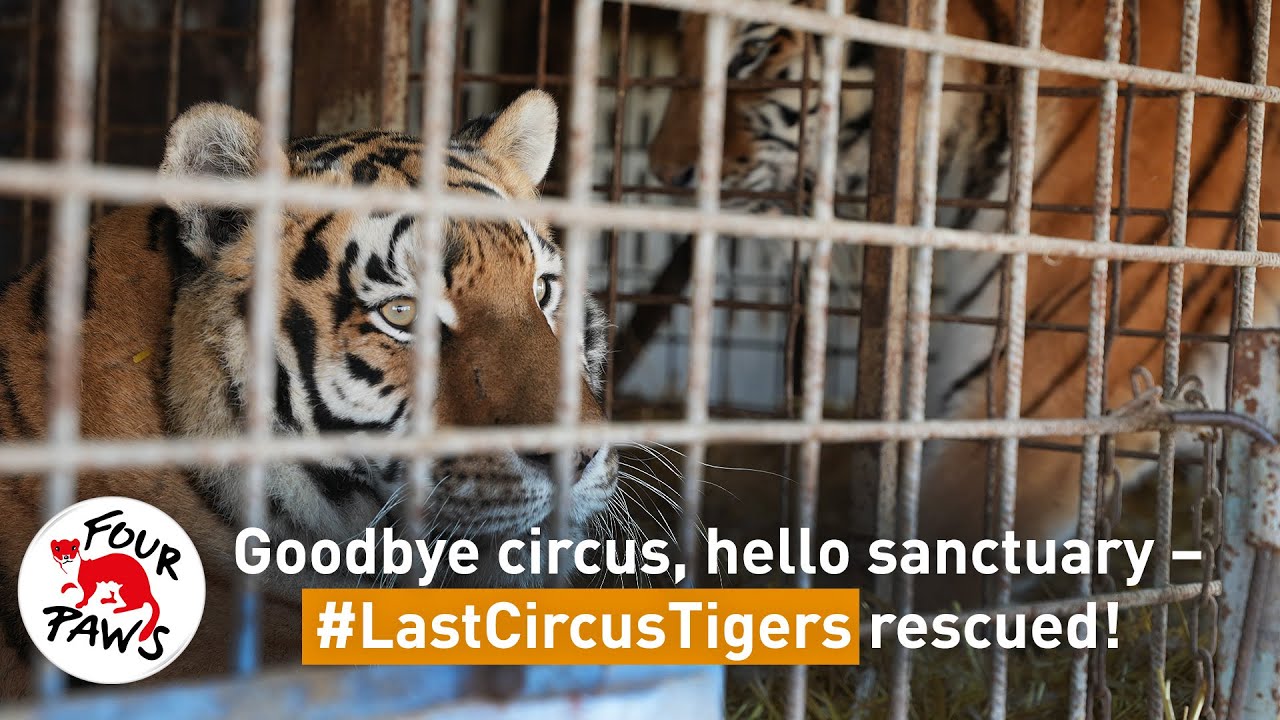 #LastCircusTigers: Turning their backs on the circus—forever  | FOUR PAWS