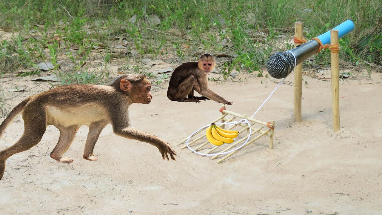 How to Make a Simple Monkey Trap Using  Microphone - DIY Simple Monkey Trap​