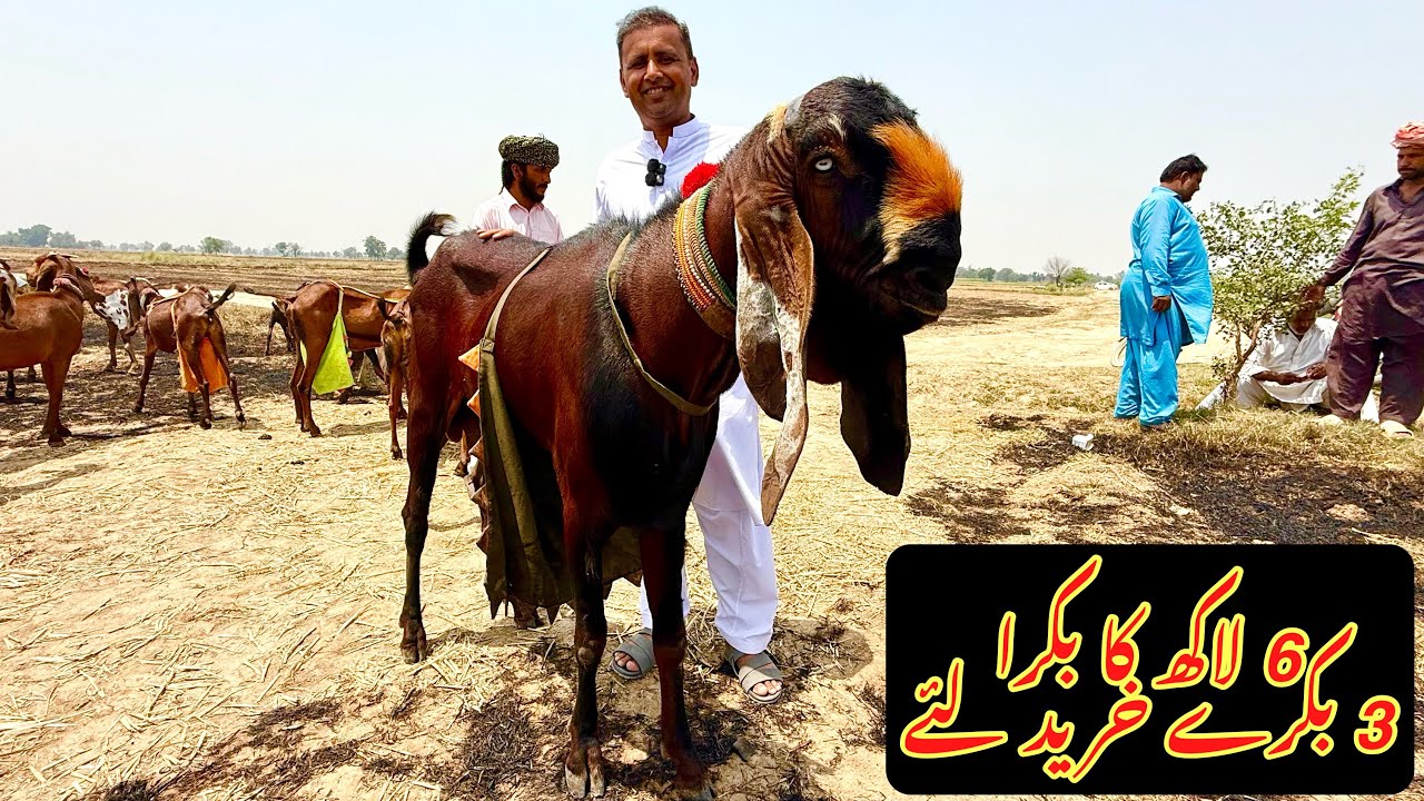 3 Bakray Khareed Liye | Lo Agi Qurbani 2025 | Bakra Mandi | Mubashir Saddique | Village Food Secrets