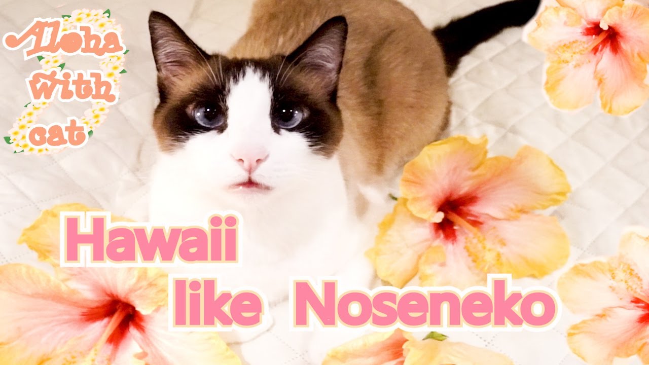 【のせ猫】私がやりたいのせ猫に挑戦するべし I want to do it, I should challenge the cat