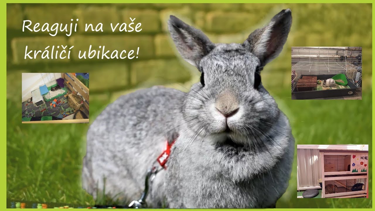 Reaguji na vaše králičí ubikace #1 / Zvířecí tlapky