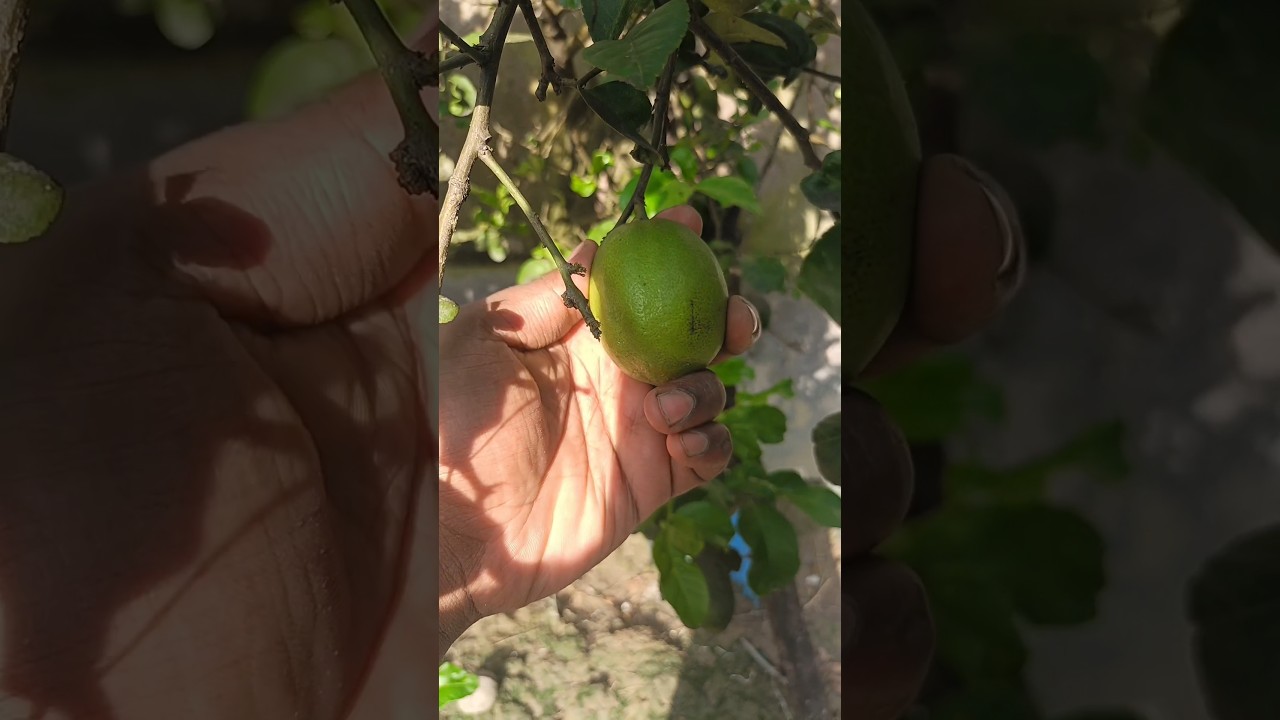 My first harvest after two years hard work #fruit