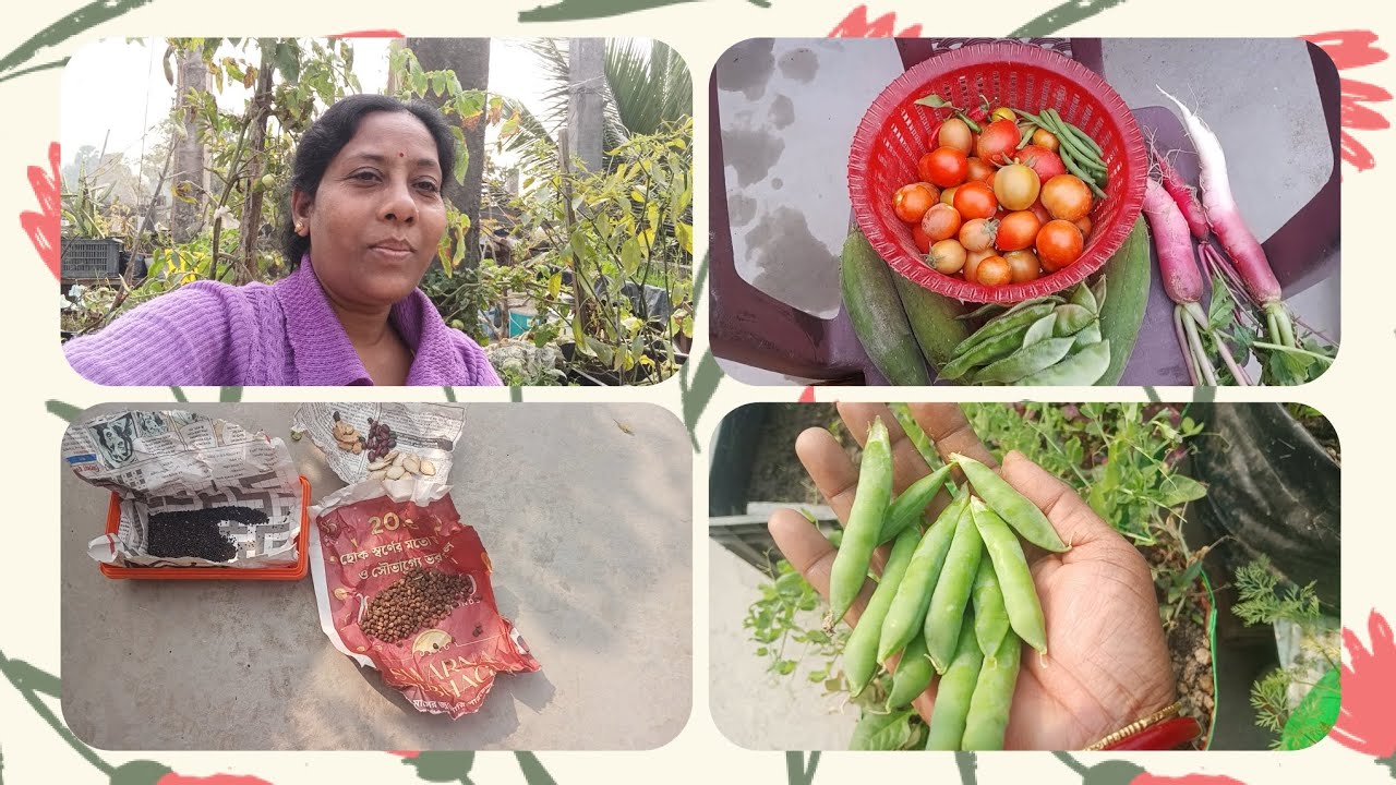 কি সারে এতো সব্জি টমেটো পেলাম ।অনেক লেবুপেতে কি  খাবার  দিই।দানা কিভাবে  দিতে  হয়।#harvesting 