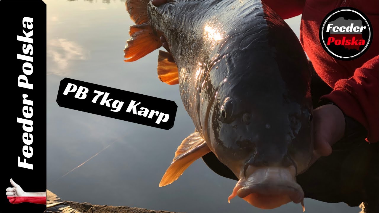 Karp 7kg na metode - PB - ZAGRODA POD SZCZUPAKIEM Folusz - Feeder Polska #006