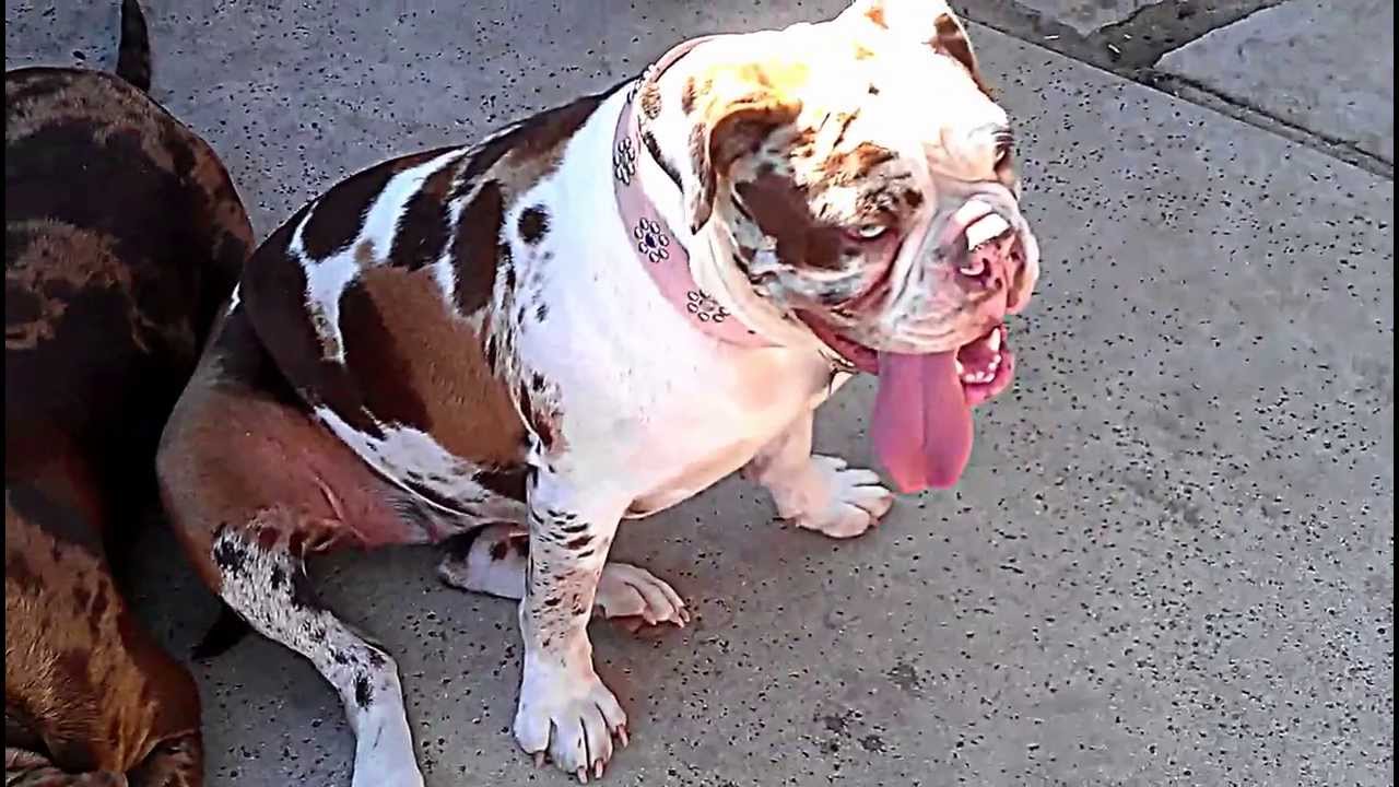 CRK Alapaha blue blood bulldogs