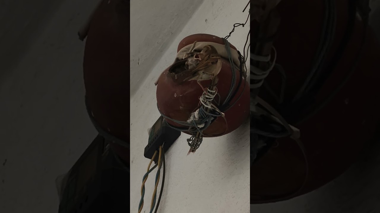 Sparrow Feeding Fledgelings