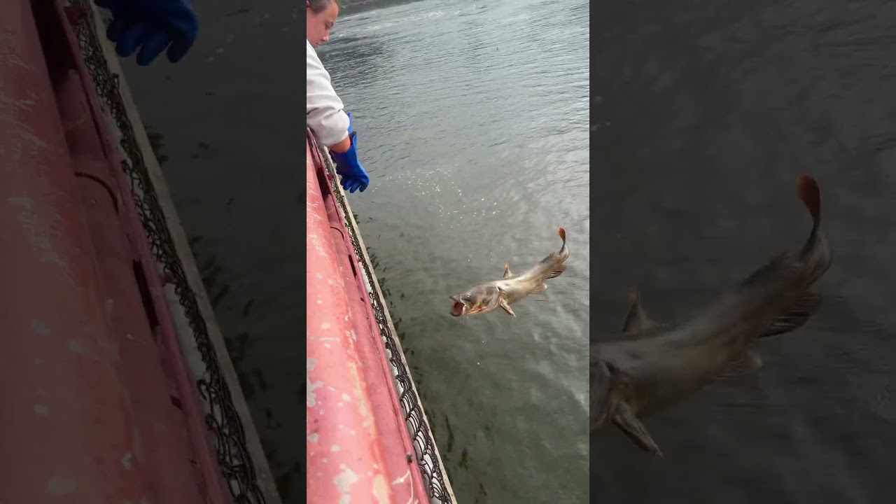 21 pound flathead going back into the Susquehanna River #fishing #catfish #flathead