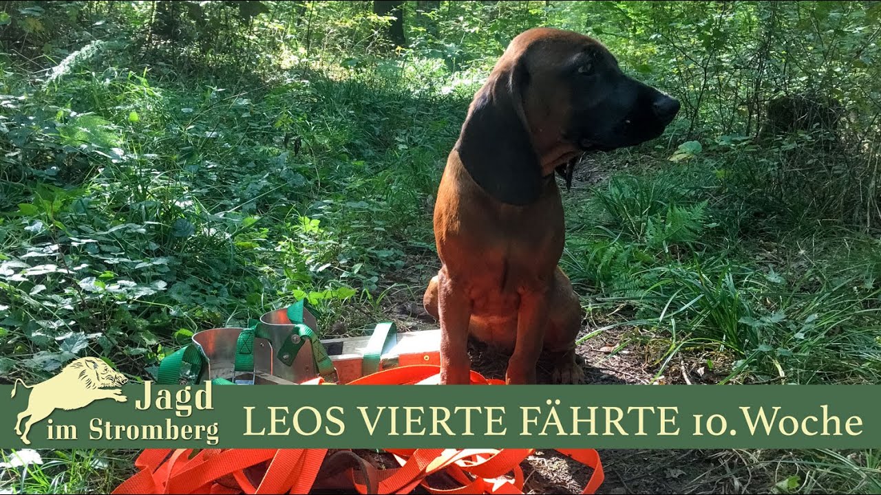 Einarbeitung eines Schweisshundes II