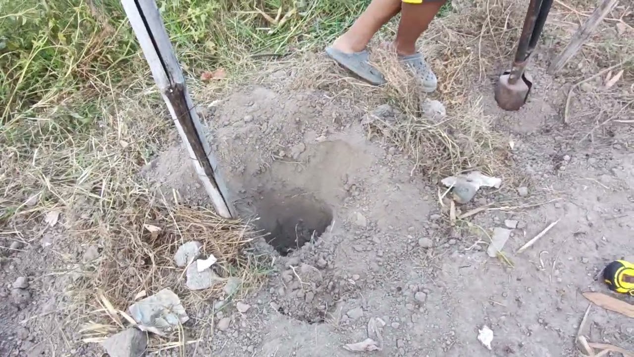 Vamos a sembrar y a desarrollar está variedad de uva 🍇