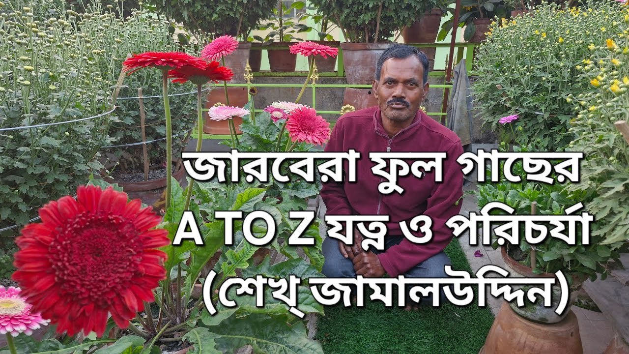 জারবেরা ফুল গাছের সম্পূর্ণ যত্ন ও নির্ভুল পরিচর্যা|How to Care for Gerbera flower plant|