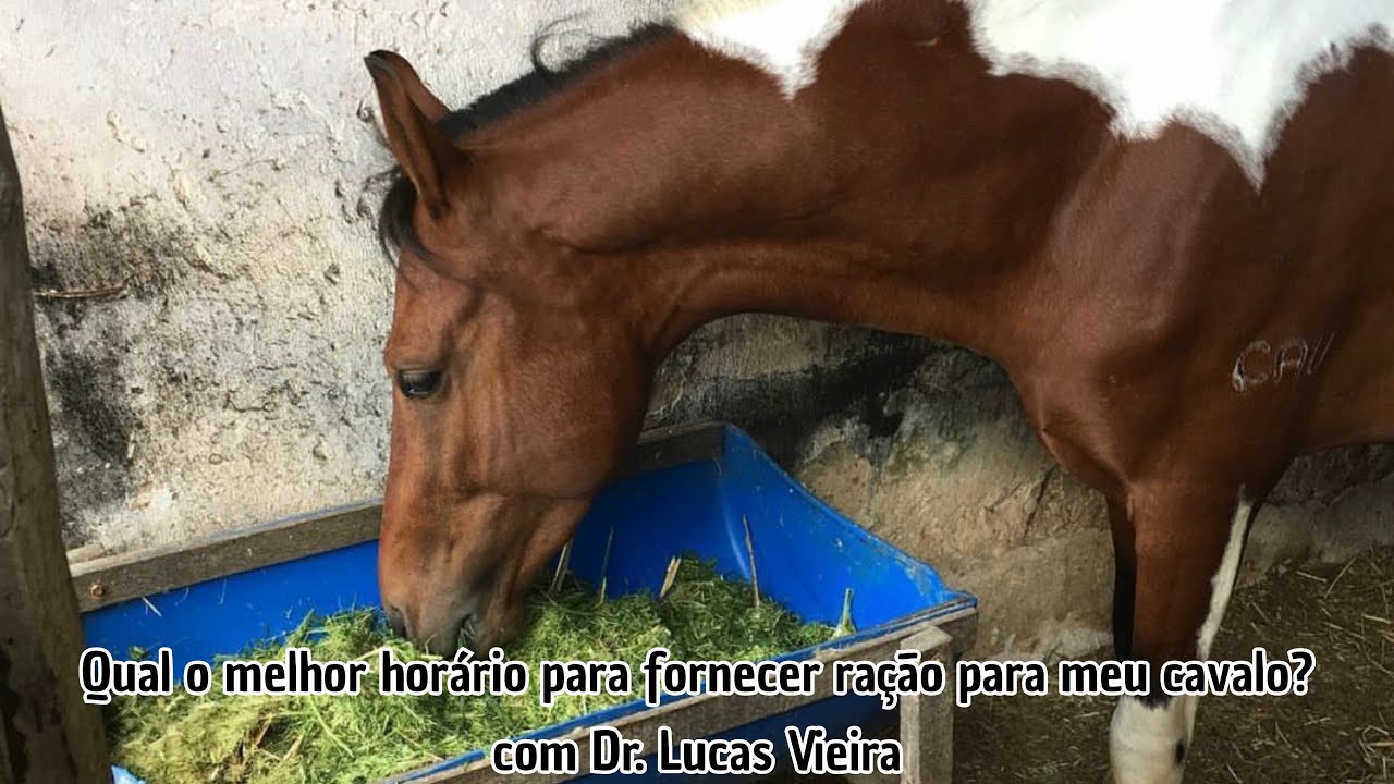 Qual o melhor horário para fornecer ração para meu cavalo?