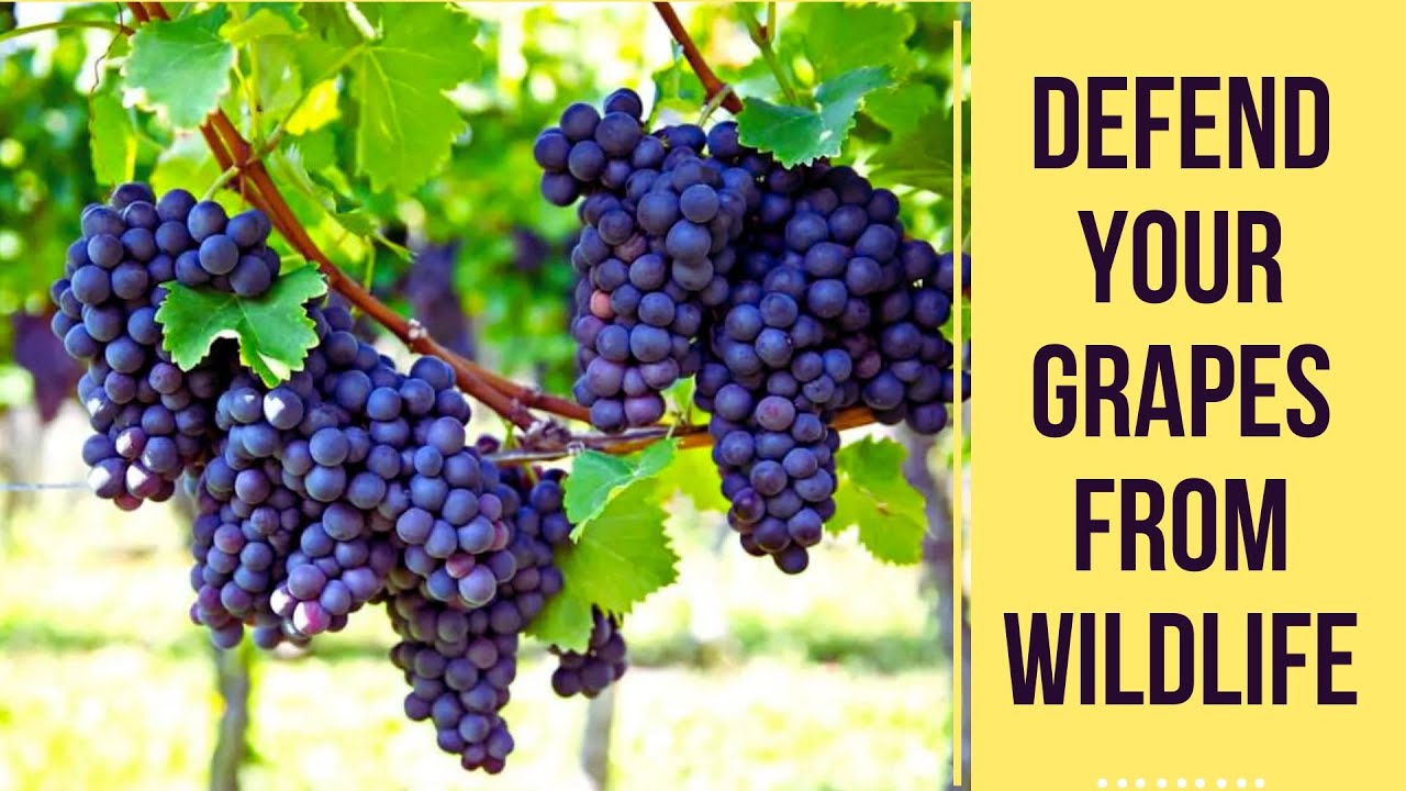 How To Protect Grapes From Animals And Birds?? Tips That Actually Work