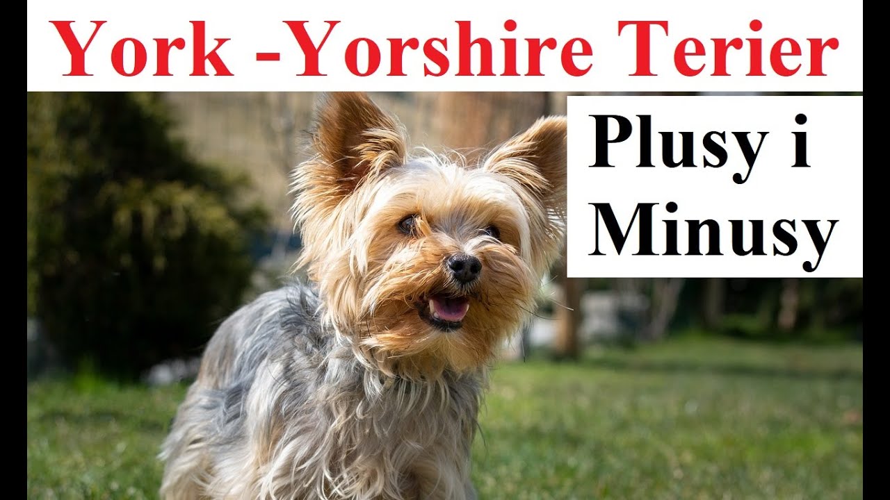 pies York - Yorkshire Terier - plusy i minusy
