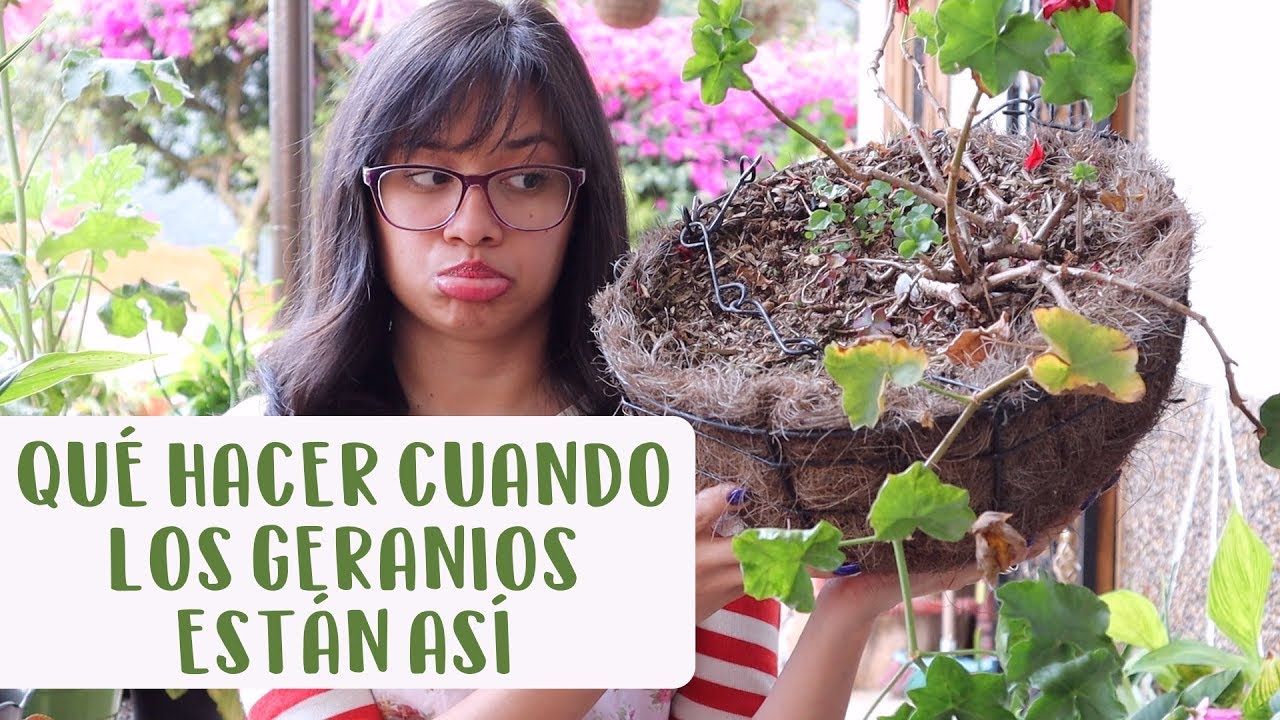 Cómo recuperar GERANIOS│Candy Bu