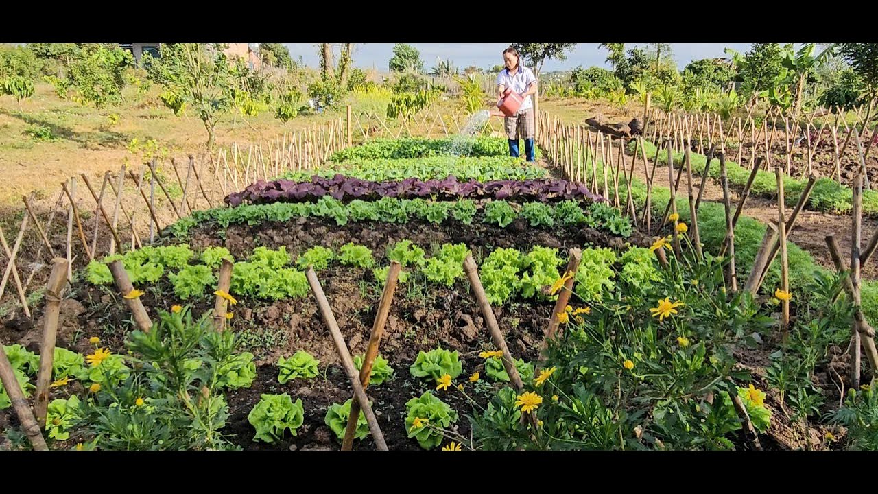 The 45-day journey of a girl who left the city for the countryside in building a  vegetable garden.