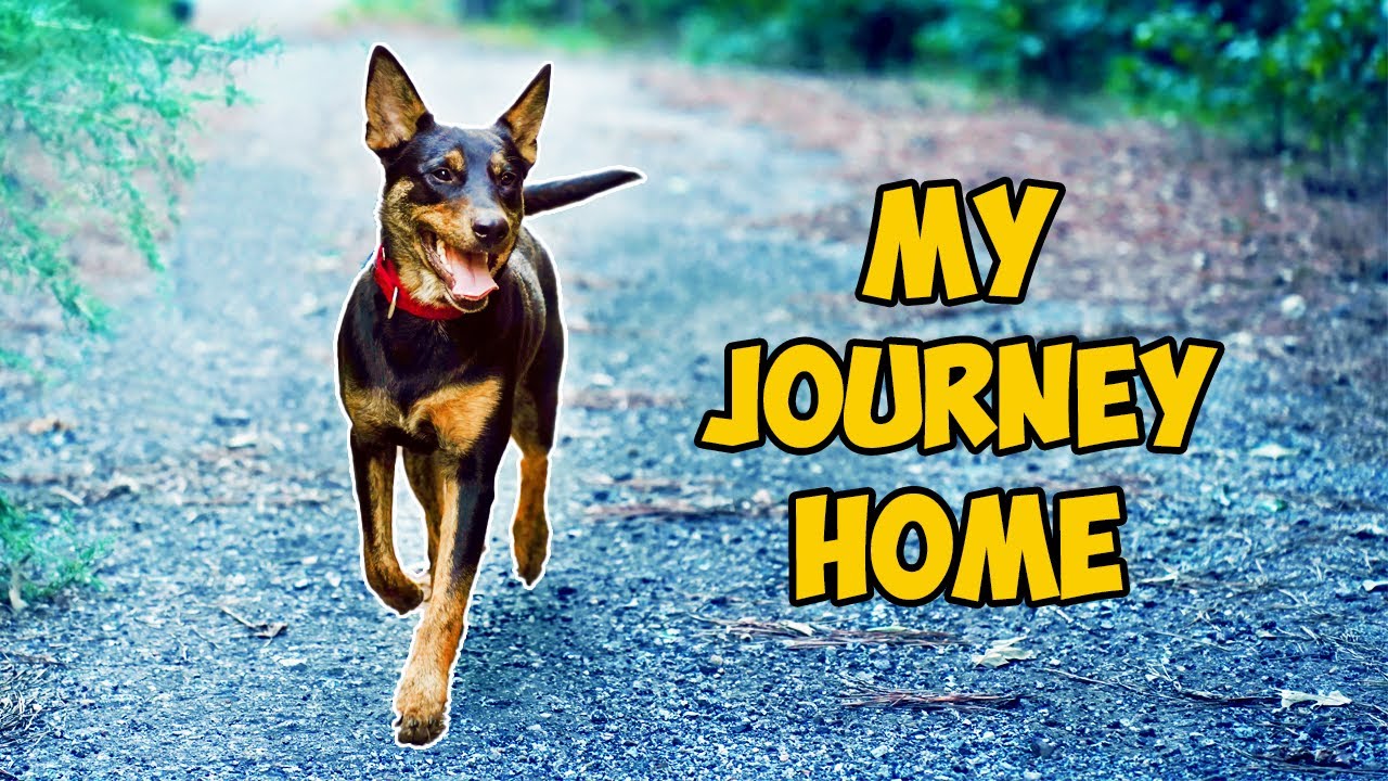 Последняя остановка Эбби в Техасе: её путь к дому, в котором она обрела любящую жизнь.