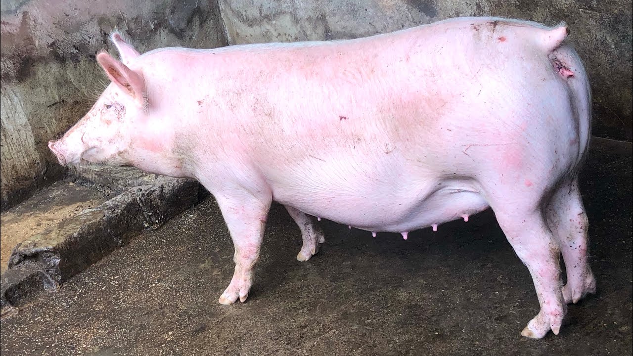 TN70: The Best Pig Breed You Must Have At Your Farm