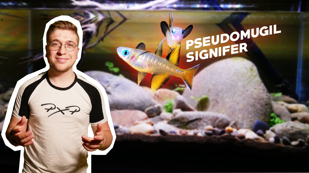 CE POISSON EST INCROYABLE - BIOTOPE pour PSEUDOMUGIL SIGNIFER