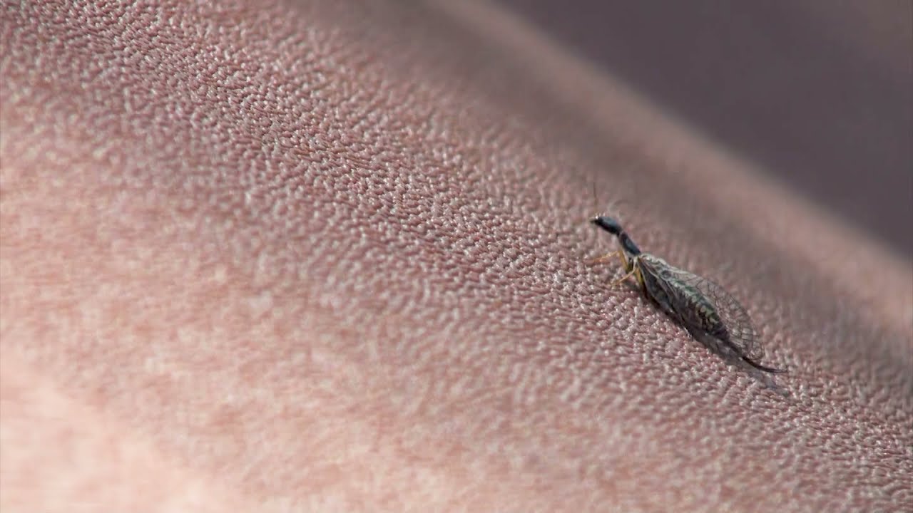 Snakefly (Raphidiidae) eating and hunting nature footage / Variety of Nature / Insects of the world