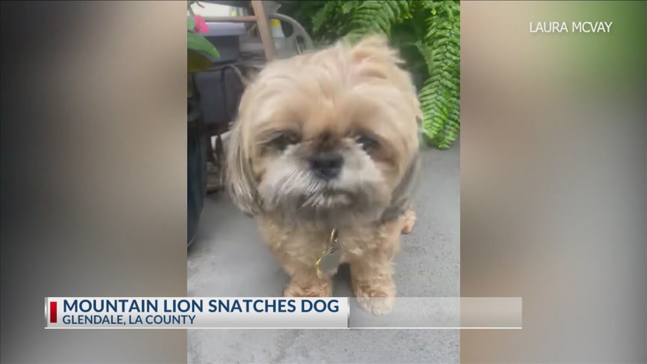 Mountain lion attacks, runs off with small dog in Southern California