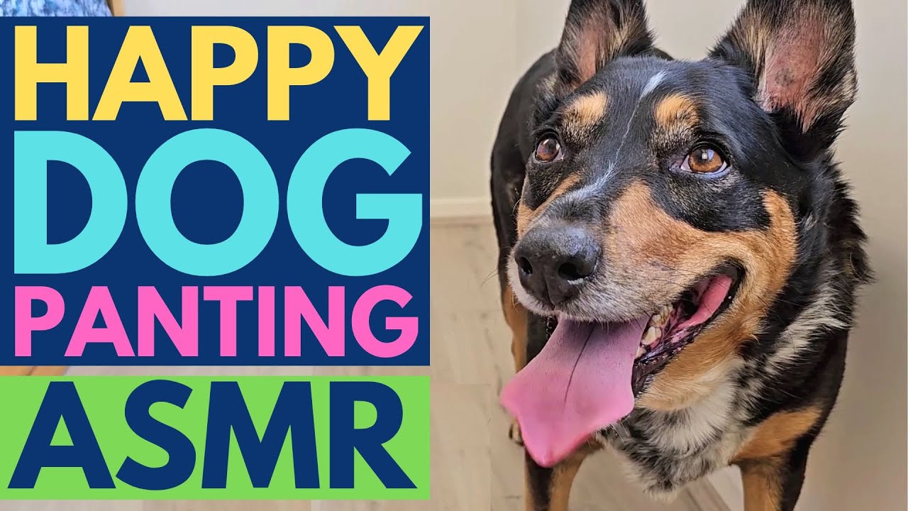 ASMR dog panting noise | Happy dog panting noises | ASMR puppy dog panting sounds