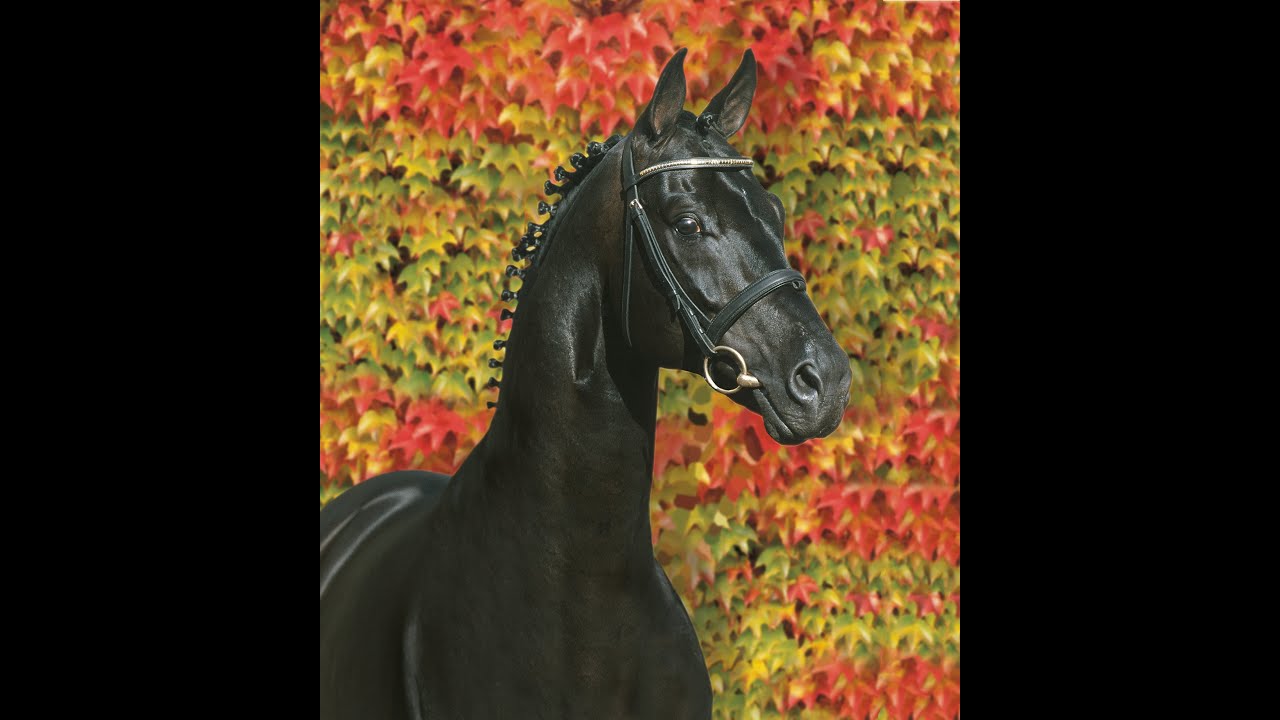 Sandro Hit - Stallion Collection Schockemoehle & Helgstrand 2021 ENG