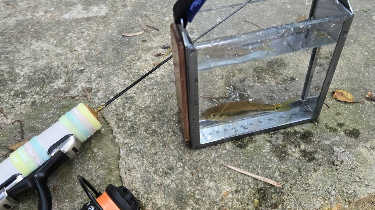 沉浸式釣魚體驗 微釣馬口