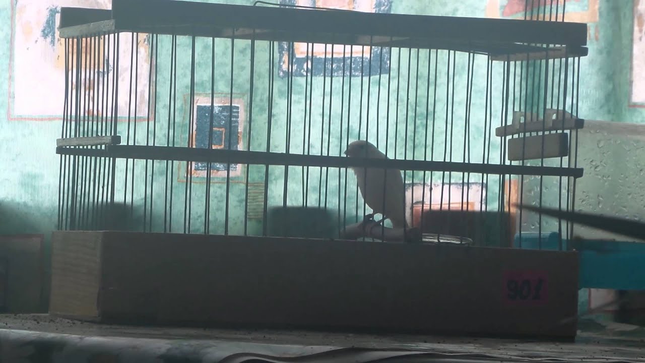 001 Песня,Канарейки овсяночного напева.