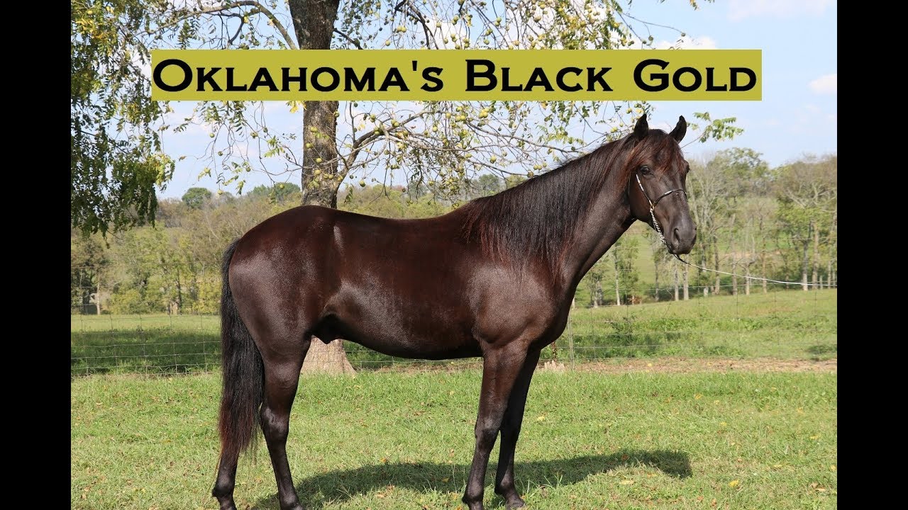 SOLD Smaller Rocky Mountain Trail Riding Deluxe Gelding