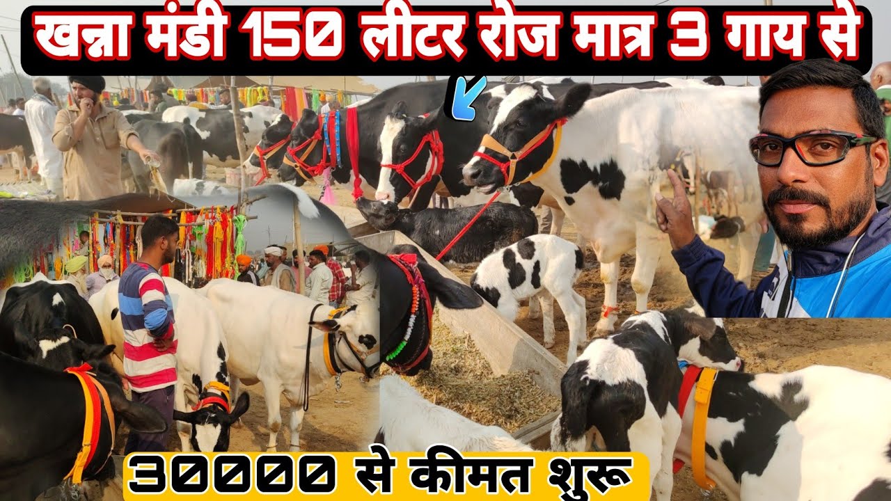 भारत की सबसे बड़ी खन्ना मंडी से 60 लीटर दूध देने वाली hf गाय की कीमत देखें #khanna mandi panjab