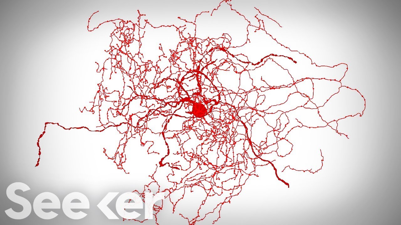 How Scientists Found a New Neuron Hiding in Our Brains
