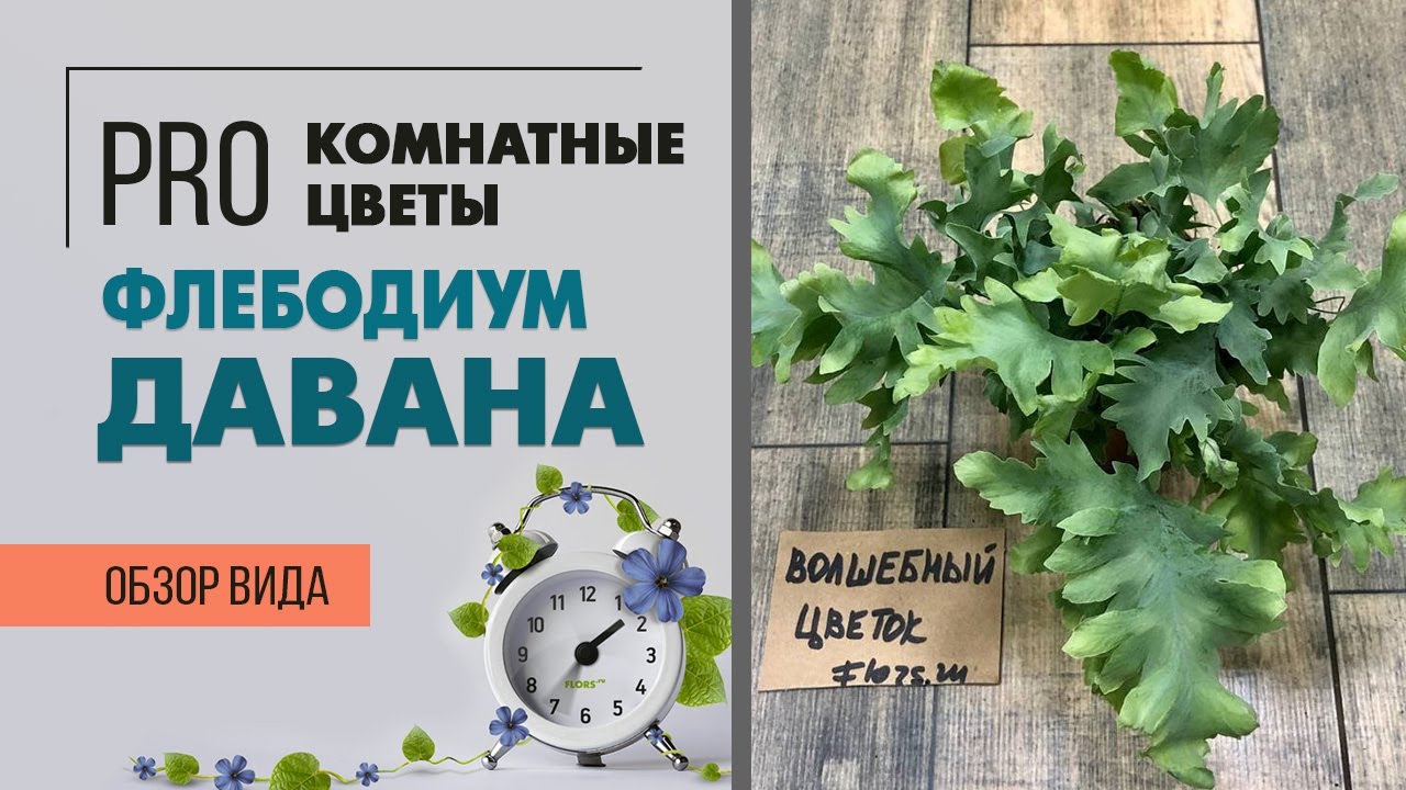 Необычный папоротник: Флебодиум Давана - познакомимся поближе