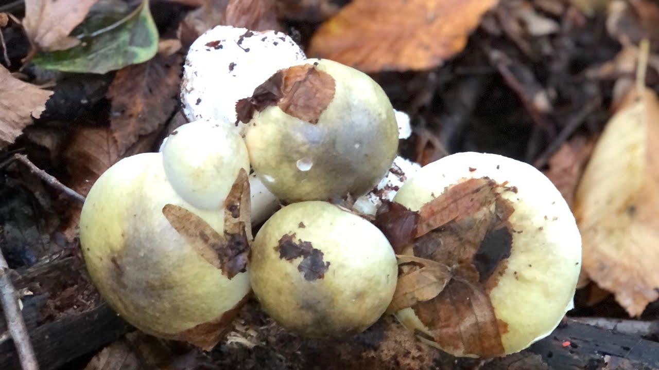 Dikkat !! Hayati bilgiler içerir! Ölümcül zehirli mantar Köygöçüren - Amanita phalloides