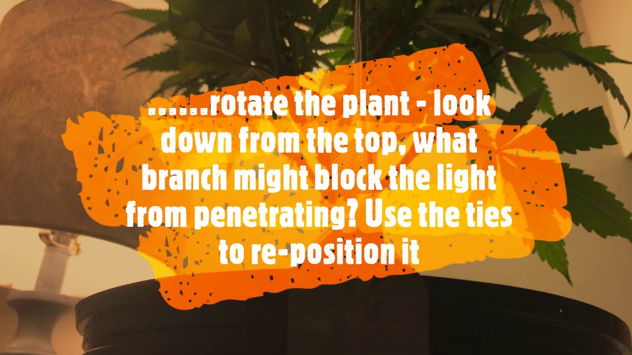 Training Session #3   Preparing for flower Pruning (lollipopping) & LST