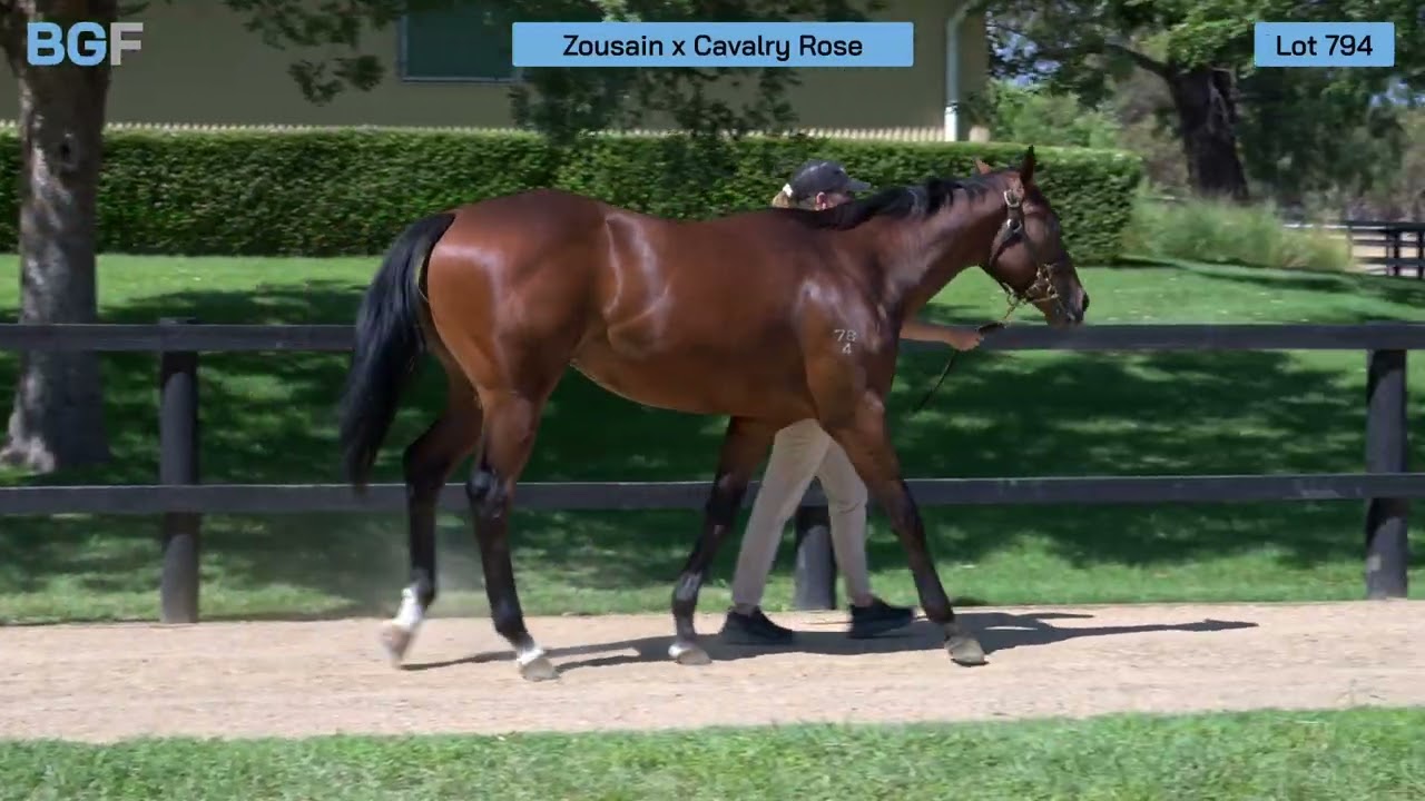 Lot 794 - Zousain x Cavalry Rose colt - 2026 Inglis Premier Yearling Sale 