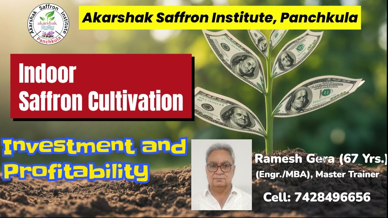 Indoor Saffron Farming, investment and profitability. Ramesh Gera.