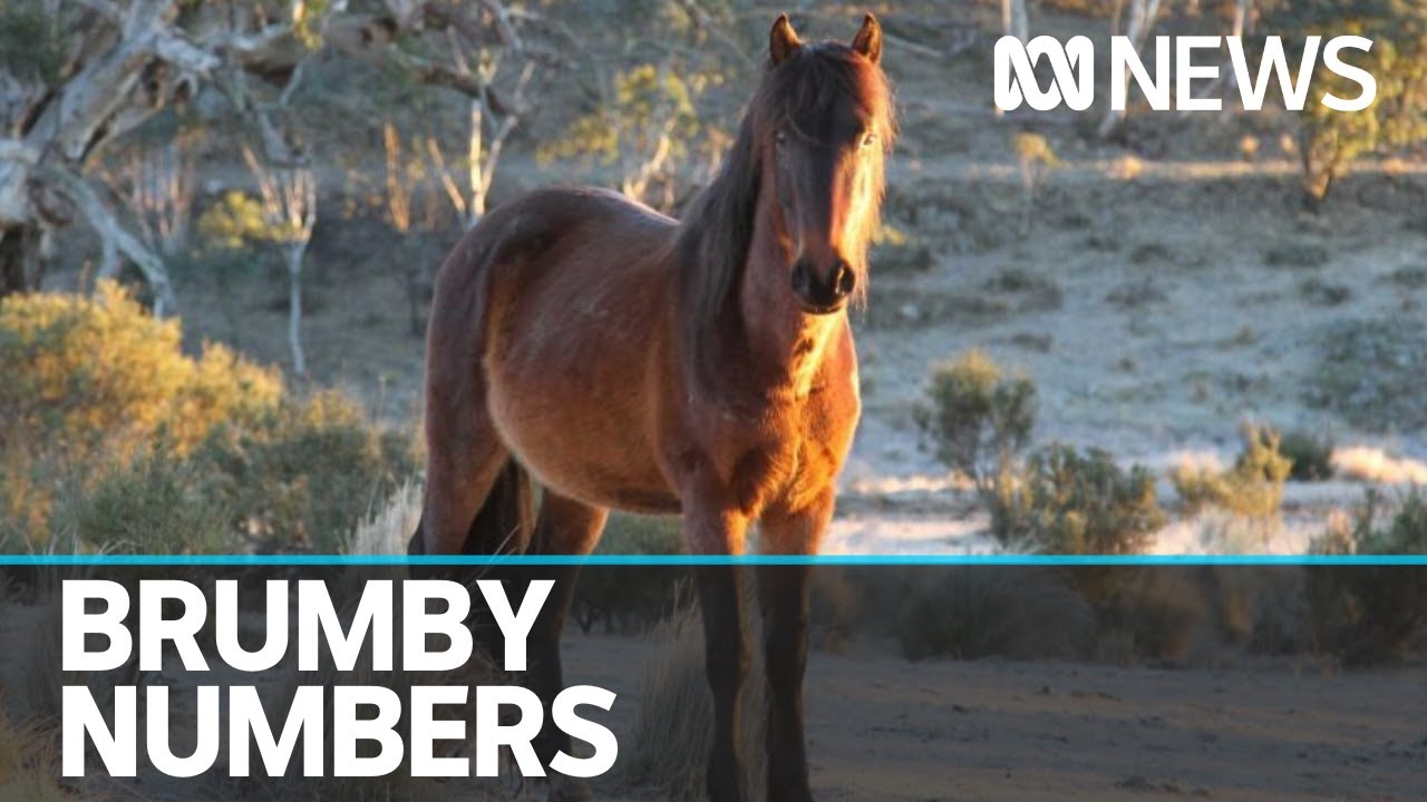 Treasured Australian icon or destructive feral pest? The brumby debate still rages in NSW | ABC News
