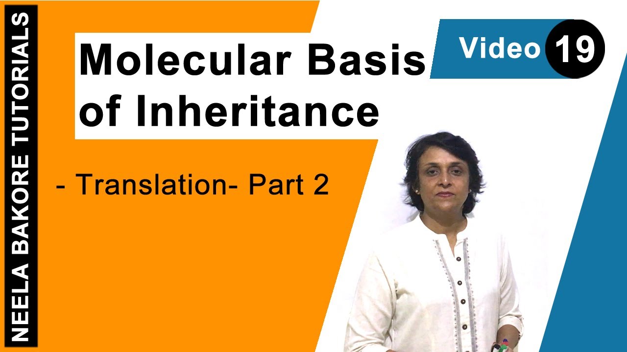 Molecular Basis of Inheritance | NEET | Translation - Part 2 | Neela Bakore Tutorials